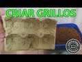 CÓMO CRIAR GRILLOS | ALIMENTO PARA HORMIGAS