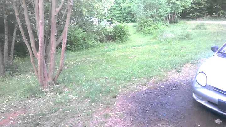 rabbit in the yard