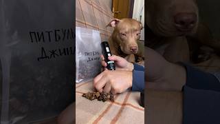 Когда собака боится 😬 #shorts #питбульджина #funnydogs #doglife #cutedogs #pitbullgina