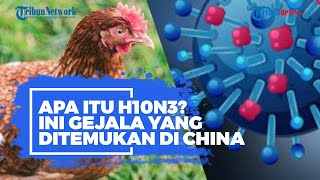 Cara Ampuh Mengobati Ayam Sakit/Aratan/Geblukan/Flu Burung. 