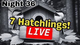 Chickadee Nest Box LIVE  Season 2  Night 36 5/14/24