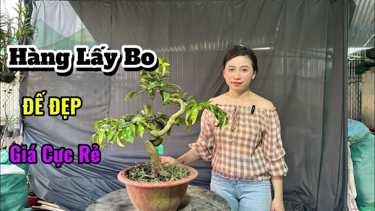 Siêu Bông Ngọc Phát-Cúc Cam Đổi Màu-Đế Đẹp-Giá Vip-1/3/26-Trang Mai Vàng Cần Thơ.