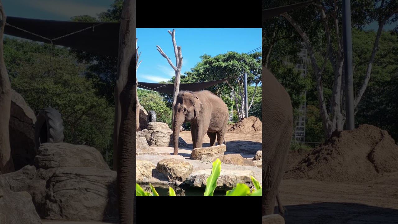 A visit to Sydney Taronga Zoo April 2023 #twinslife #euginkristof