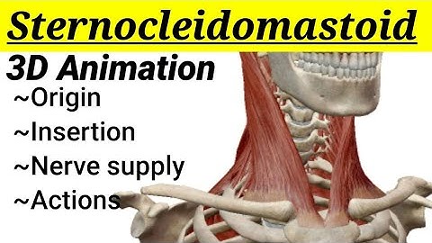 Sternocleidomastoid muscle || 3D anatomy || Head and Neck || MedCracker ||