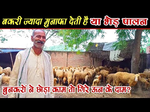वीडियो: भेड़ और बकरी में क्या अंतर है?