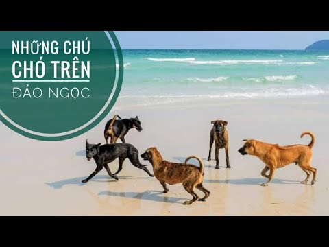 Chuyện về những Chú Chó trên Đảo Ngọc Phú Quốc/ NhamTuatTV - Dog in Vietnam
