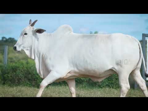 LOTE 102 - NTI 3105
