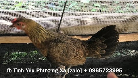 Gà Rừng Kênh Núi Rừng Tv Cần Chuyển Nhượng 6 Mái F3 Cho Anh Em Nào Cần Liên Hệ 0965723995