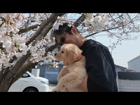 生きる為の治療を開始して1週間。快方を信じて病院検査へ。【Golden Retriever japan】