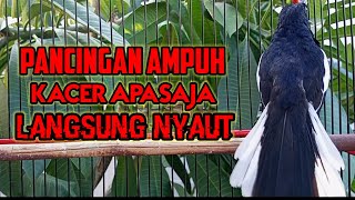 PANCINGAN KACER GACOR PAGI BIKIN BUKOR MEMANCING KACER APASAJA AGAR LEKAS NYAUT IKUT BUNYI GACOR