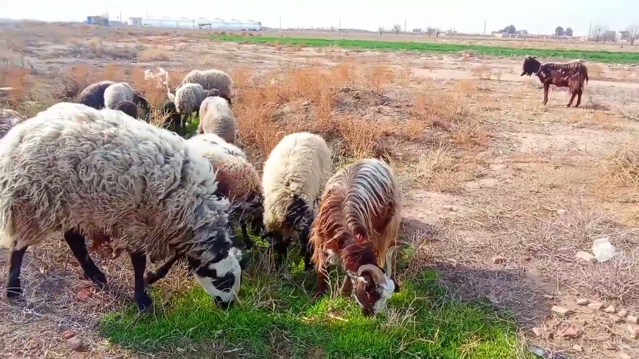 اگه به گله داری علاقه داری حتما حتما یه سر به چنلم بزن رفیق 🫡♥️