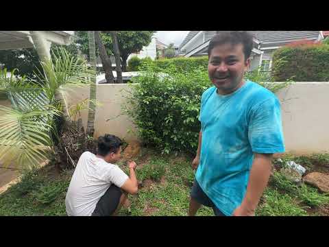 BERKEBUN DI RUMAH