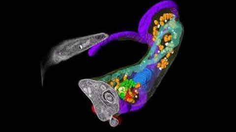 Trypanosome Cell Ultrastructure