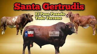 Santa Gertrudis el Peso Pesado Todo Terreno veamos porqué