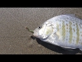 Three Ways to Rig Gulp! Sandworms for Surf Perch Fishing