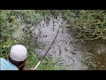 Climbing Perch fish Catching|Fisher Man Catching The Fishes In Small Hook Gal|We Used Earth Worms