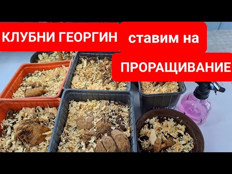 КЛУБНИ ГЕОРГИН СТАВИМ НА ПРОРАЩИВАНИЕ ДЛЯ ТОГО ЧТОБЫ ПОЛУЧИТЬ РАННЕЕ ЦВЕТЕНИЕ.