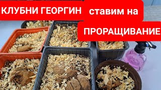 КЛУБНИ ГЕОРГИН СТАВИМ НА ПРОРАЩИВАНИЕ ДЛЯ ТОГО ЧТОБЫ ПОЛУЧИТЬ РАННЕЕ ЦВЕТЕНИЕ.