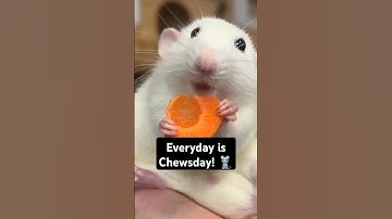 Rules of rat science and music #1: Everyday is Chewsday!