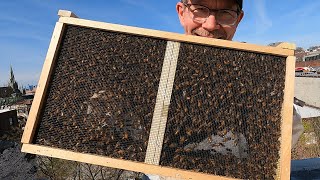 I Put Bees On A BKLN Rooftop