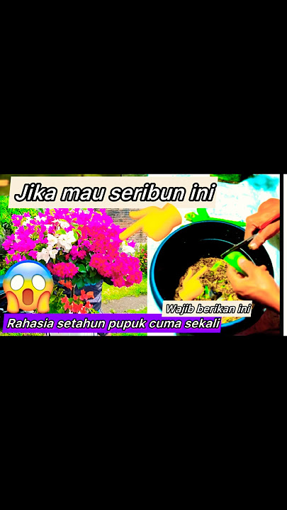 Rahasia setahun sekali pupuk bugenvile rimbun selamanya
