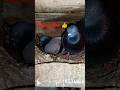 #kabootar #kabutar #pigeon #pigeonlover #birds #bird#bird #shorts #kabootar #pigeonattitude