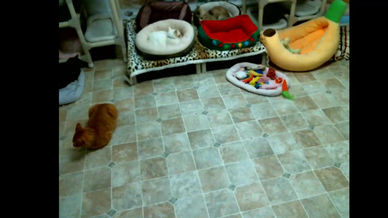special needs animal rescue Blind Cat Rescue & Sanctuary, Inc Live Stream