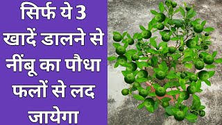 नींबू के पौधे में डाले ये खादें और पाएं हजारों नींबू | Lemon Plant Best Fertilizer | Nibu ki khad