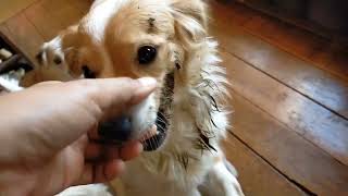 Dirty dog bath time #dailyvlog by Cakie Dog 282 views 3 months ago 5 minutes