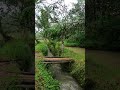 Peaceful Village Life with Soft Rain Sounds by the Riverside
