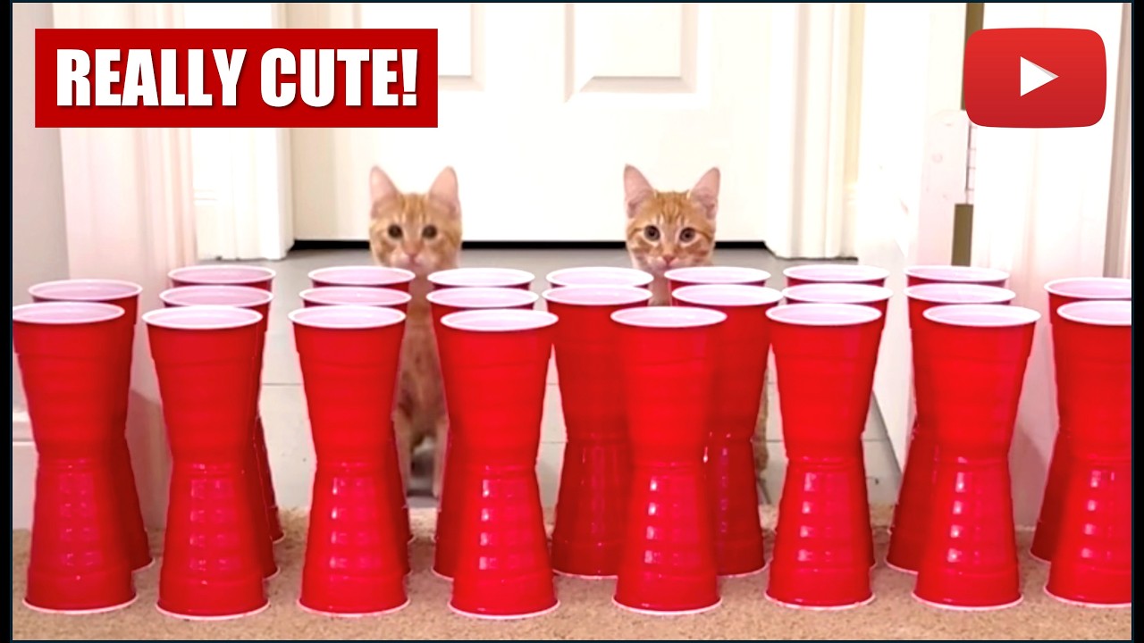 Cats vs Impossible Obstacles! (Cardboard & Cup Challenge Gone Wrong 😂)
