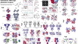 Science:Structure and organization of heteromeric AMPA-type glutamate receptors