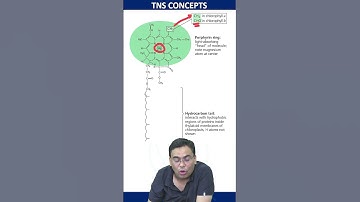CHLOROPHYLL A AND B COMPARISON #csirnet