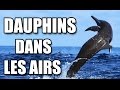 Trs beaux sauts de dauphins  breathtaking dolphin jump  zapping sauvage
