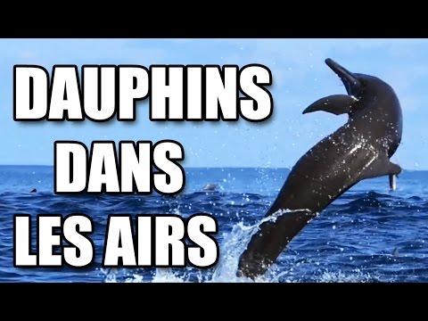 Vidéo: Les Dauphins Parlent En Hiéroglyphes - Vue Alternative