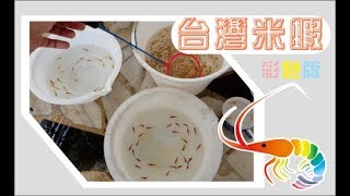 台灣米蝦(彩色版) Caridina formosae (colour)    From Taiwan