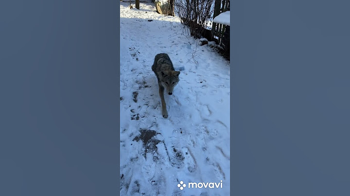 Собака оказалась волком