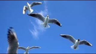 Part 56 My Weekend...Why do seagulls cry