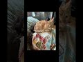 Cat #kitty #cat #kitten #babby #funny #cute #real