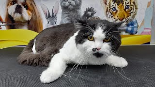 PERSIAN CAT FULL GROOMING PROCESS by Ser ErickRL 241 views 1 year ago 2 minutes, 55 seconds