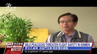 WILD PEACOCKS THREATEN FLIGHT SAFETY IN KINMEN 野生孔雀增 成金門生態‧飛安潛在威脅 20160608 公視晨間新聞