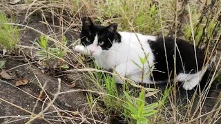 池の畔で寝ていた野良猫を撮っていたらこっちヘ向って来た