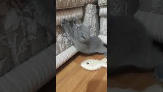 Продажа котят Продажа котят