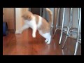 Billys Pea: Scottish shorthair cat. chasing a pea
