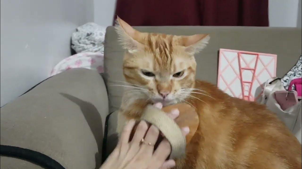 How to lure a Cat YouTube