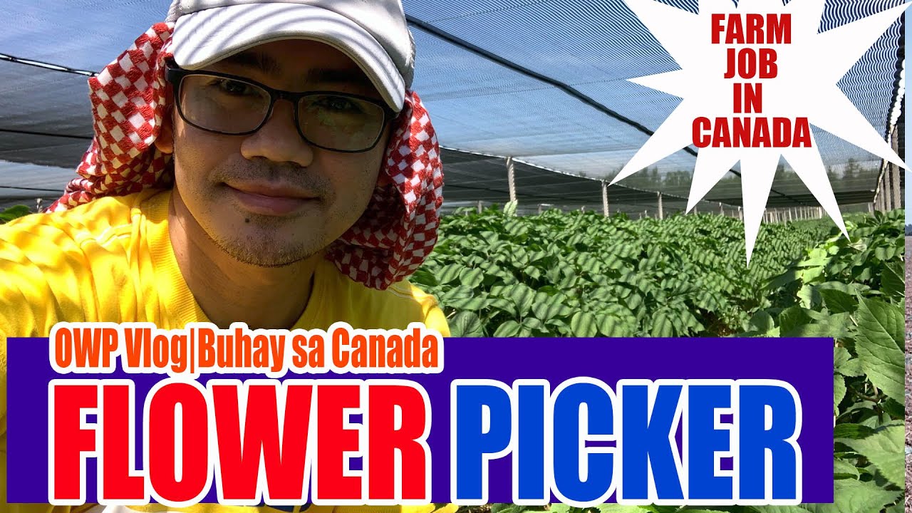 FLOWER PICKERFARM JOB SA CANADACASH JOB SA CANADABUHAY CANADACANADA