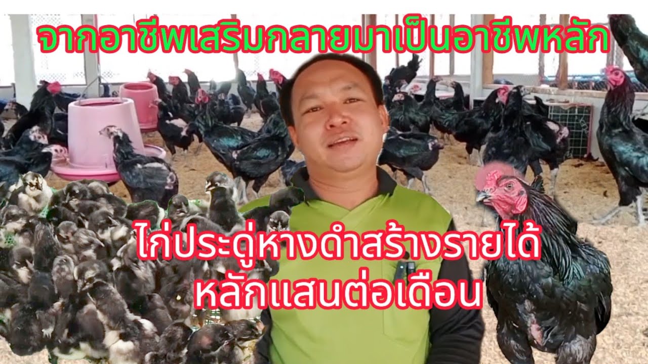 ไก่ประดู่หางดำ สร้างรายได้หลักแสน ต่อเดือน #ไก่ #สัตว์เศรษฐกิจ #เกษตรสร้างรายได้  #เกษตรแบ่งปัน