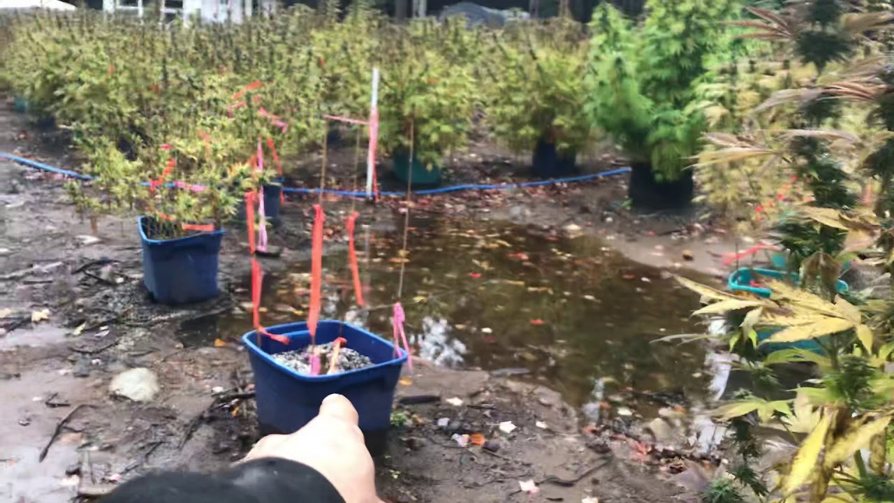 Outdoor grow 2020 week 8 of flower