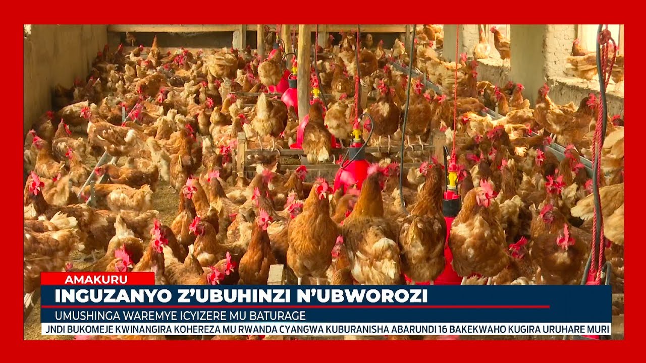 Inguzanyo z'ubuhinzi n'ubworozi mu kurema icyizere mu baturage