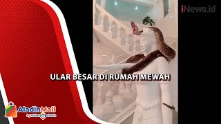 Dikira Hiasan, Ular Besar jadi Penjaga Pagar Rumah Mewah di Garut